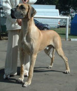 Dane Stud